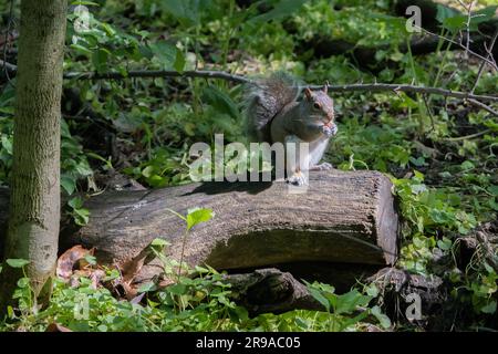 Un piccolo scoiattolo marrone carino arroccato in cima a un ceppo di alberi grigio e liscio in un ambiente rustico all'aperto a Central Park Upper West Foto Stock