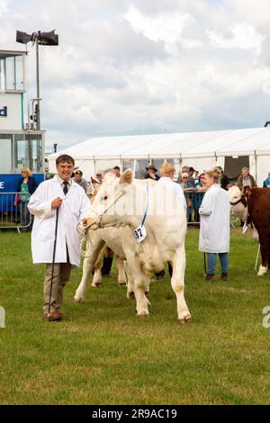 Le mucche di bestiame sono state giudicate nell'anello di parata alla fiera agricola del Royal Cheshire del giugno 2023 al Tabley Showground di Knutsford Foto Stock