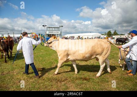 Le mucche di bestiame sono state giudicate ed esposte nell'anello della parata alla fiera agricola Royal Cheshire del giugno 2023 al Tabley Showground Foto Stock