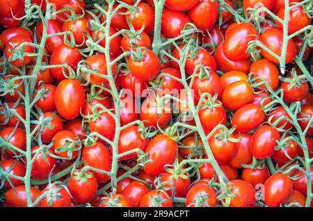 Pomodori ciliegini piccoli in un mercato a Palermo, Sicilia Foto Stock