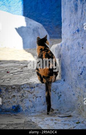 Un gatto Calico in allerta tra il labirinto di scale e gradini a Chefchaouen, in Marocco Foto Stock