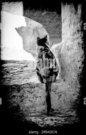 Un gatto Calico in allerta tra il labirinto di scale e gradini a Chefchaouen, in Marocco, in bianco e nero Foto Stock