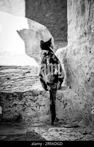 Un gatto Calico in allerta tra il labirinto di scale e gradini a Chefchaouen, in Marocco, in bianco e nero Foto Stock