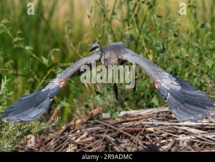 Un Great Blue Heron con ampie ali aperte che decollano a distanza ravvicinata, all'interno di un habitat naturale verde. Foto Stock