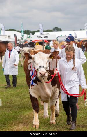 Le mucche di bestiame sono state giudicate nell'anello di parata alla fiera agricola del Royal Cheshire del giugno 2023 al Tabley Showground Foto Stock