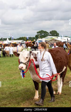 Le mucche di bestiame sono state giudicate nell'anello di parata alla fiera agricola del Royal Cheshire del giugno 2023 al Tabley Showground Foto Stock