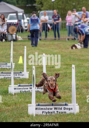 Cani che competono con il flyball alla fiera agricola Royal Cheshire del giugno 2023 al Tabley Showground Foto Stock