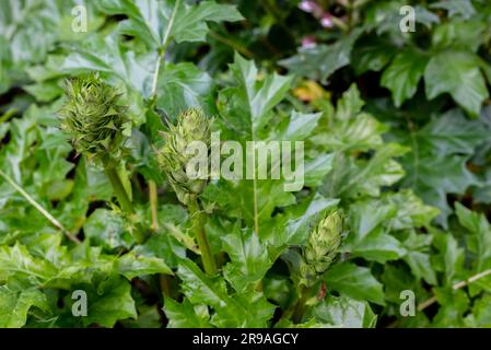 L'acanthus balcanicus è una pianta erbacea perenne endemica del genere Acanthus, originaria della penisola balcanica, fino alla Dalmazia. Foto Stock