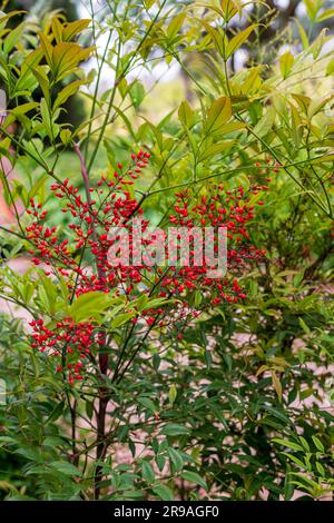 La Nandina domestica comunemente nota come nandina, bambù celeste o bambù sacro, è una specie di pianta fiorita della famiglia delle Berberidaceae, originaria di Foto Stock