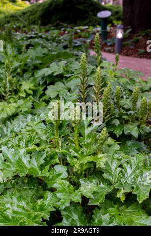 L'acanthus balcanicus è una pianta erbacea perenne endemica del genere Acanthus, originaria della penisola balcanica, fino alla Dalmazia. Foto Stock