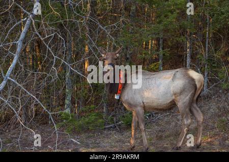 Alci femminili che mangiano ramoscelli di aspen nella zona di Clam Lake nel Wisconsin settentrionale. Foto Stock