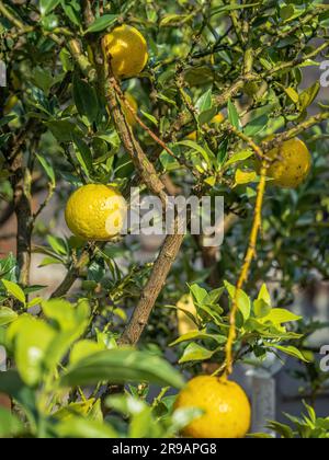 Limoni biologici agrumi in un'azienda agricola su un ramo d'albero con foglie soleggiate Foto Stock