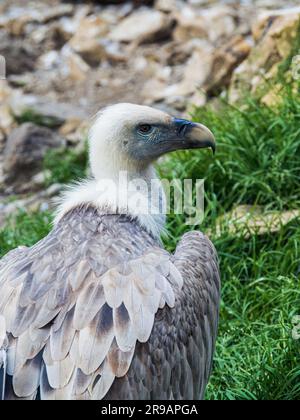 Ritratto di un avvoltoio di grifone eurasiatico nella Adler Arena di Villach, Carinzia, Austria Foto Stock