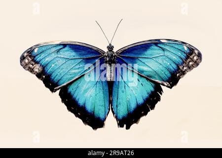 Bella farfalla blu con ali aperte Foto Stock