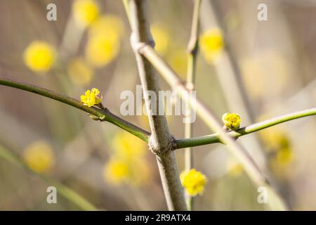 Albero che fiorisce in primavera con i germogli di giallo in una giornata di sole nel mese di marzo Foto Stock