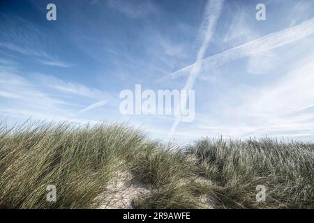 Lyme erba su una duna di sabbia in estate su una spiaggia scandinava sotto un cielo blu Foto Stock