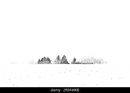 Alberi coperti di neve in inverno su un campo il giorno dopo la nevicata in un paesaggio di campagna Foto Stock
