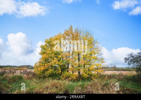 Colorato scenario autunnale con alberi in colori giallo e verde in una giornata intensa Foto Stock