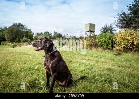 Cane da caccia su un campo verde con un belvedere Foto Stock