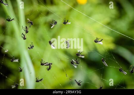 Molte mosche catturate in una ragnatela Foto Stock