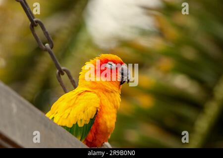 Carino Sun Conure parrot su un parco giochi Foto Stock