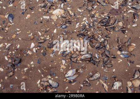 Molti gusci di vongole su una spiaggia di sabbia Foto Stock