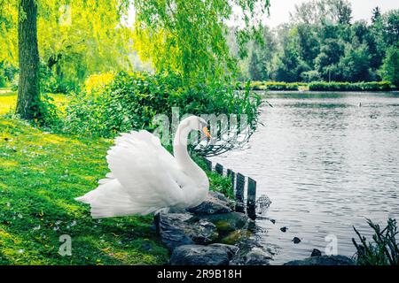 Big White Swan in piedi sulla riva di un lago Foto Stock