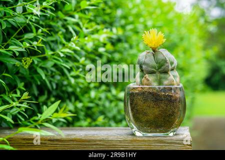 cactus (Astrophytum myriostigma) con un fiore giallo in un giardino verde Foto Stock