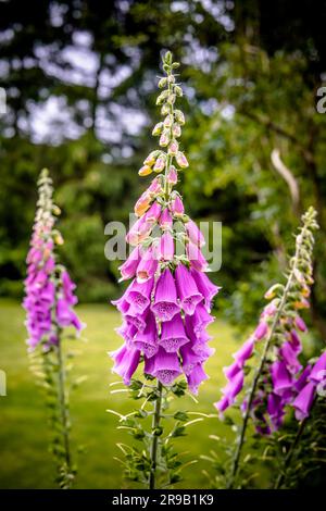 Bellissima piantina di viola (Campanula) in un giardino d'estate Foto Stock
