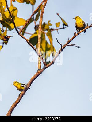 Un paio di canarini piumati arroccati insieme su un ramo di albero in un ambiente naturale all'aperto Foto Stock