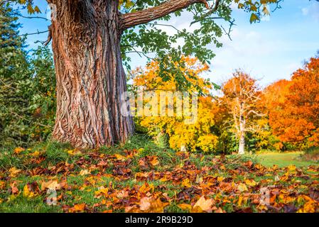 Colorati di foglie di acero sotto un albero in autunno Foto Stock