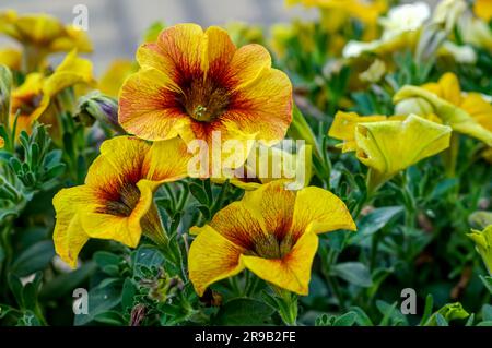 Fiori ornamentali gialli Petunia con centro rosso a forma di stella, con foglie verdi, in un habitat naturale in piena fioritura da vicino Foto Stock