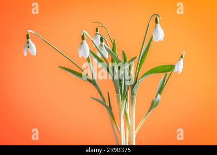 Snowdrop fiori isolati su sfondo arancione Foto Stock