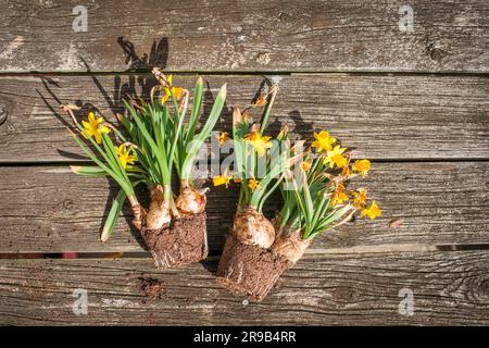 Il daffodils appassiti su scuro dello sfondo in legno Foto Stock