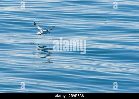 Seagull battenti appena sopra l'acqua alla ricerca di pesci Foto Stock