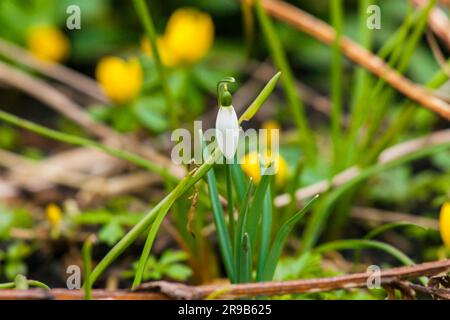 Unico snowdrop fiore in primavera in un giardino Foto Stock