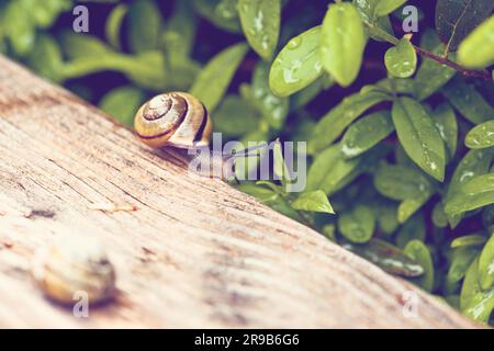 Lumaca su un pezzo di legno in un giardino Foto Stock