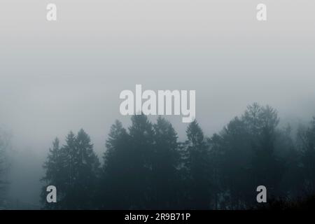 Misty scenario della foresta con pini treetops coperta di nebbia in un momento moody Foto Stock