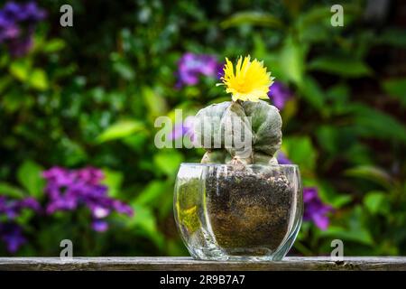 Fiore di Cactus (Astrophytum Myriostigma) fiorito con un fiore giallo in un giardino Foto Stock