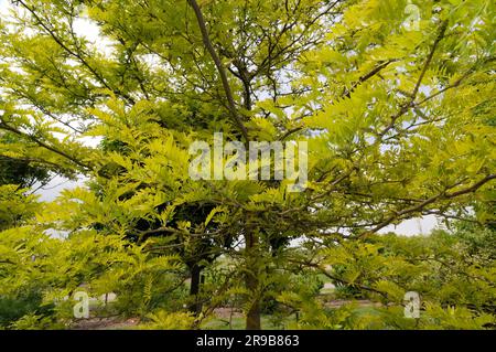 Carrube al miele (Gleditsia triacanthos), cipolla di cuoio, False Christ thorn, Gleditia senza spina, famiglia Carob, Caesalpiniaceae Foto Stock