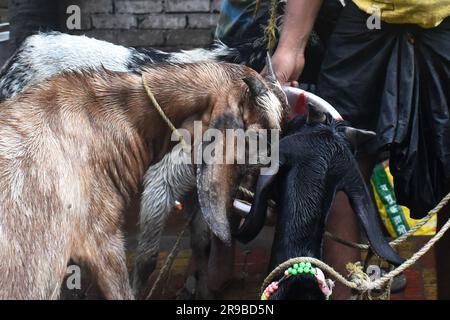 Kolkata, India. 25 giugno 2023. Animali sacrificali in vendita in un mercato del bestiame, in vista del festival Eid al-Adha alla periferia di Calcutta. (Foto di Sudipta Das/Pacific Press) credito: Pacific Press Media Production Corp./Alamy Live News Foto Stock