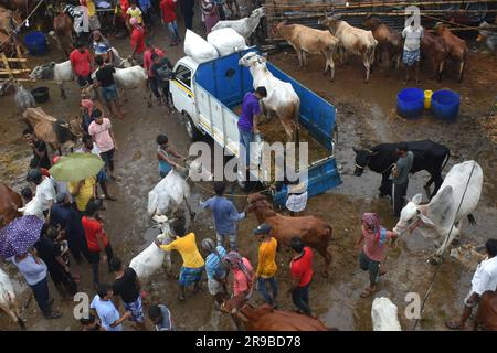 Kolkata, India. 25 giugno 2023. Animali sacrificali in vendita in un mercato del bestiame, in vista del festival Eid al-Adha alla periferia di Calcutta. (Foto di Sudipta Das/Pacific Press) credito: Pacific Press Media Production Corp./Alamy Live News Foto Stock