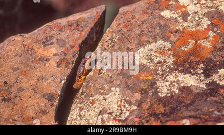Una lucertola nella Valle della Desolazione nel Capo Orientale del Sudafrica. Foto Stock