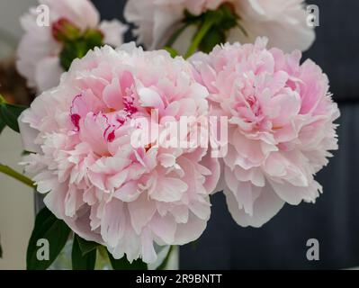 'arah Bernhardt' comune giardino di peonia, Luktpion (Paeonia lactiflora) Foto Stock