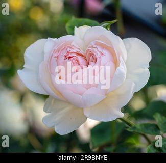 'Gentle Hermione, Ausrumbaa' Inglese Rose, Engelsk ros (Rosa) Foto Stock