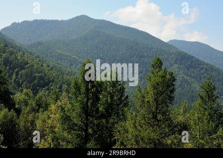 Uno sguardo attraverso le cime dei pini sulle alte catene montuose ricoperte di fitta foresta di conifere in una chiara giornata estiva. Altai, Siberia, Russia. Foto Stock