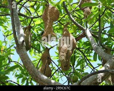 Gruppo di Baya Weaver (Ploceus philippinus) nido di uccello su ramo di pianta dell'albero con cielo blu sullo sfondo, Thailandia Foto Stock