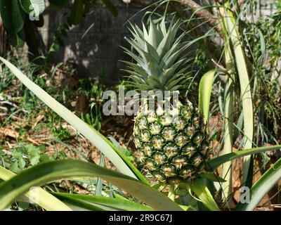 Frutta giovane di ananas su pianta di albero con sfondo verde naturale, gustosa frutta tropicale sulla campagna Foto Stock