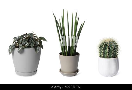 Collage con diverse piante in vaso su sfondo bianco. Arredamento della casa Foto Stock