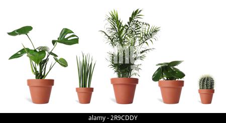 Collage con diverse piante in vaso su sfondo bianco. Arredamento della casa Foto Stock